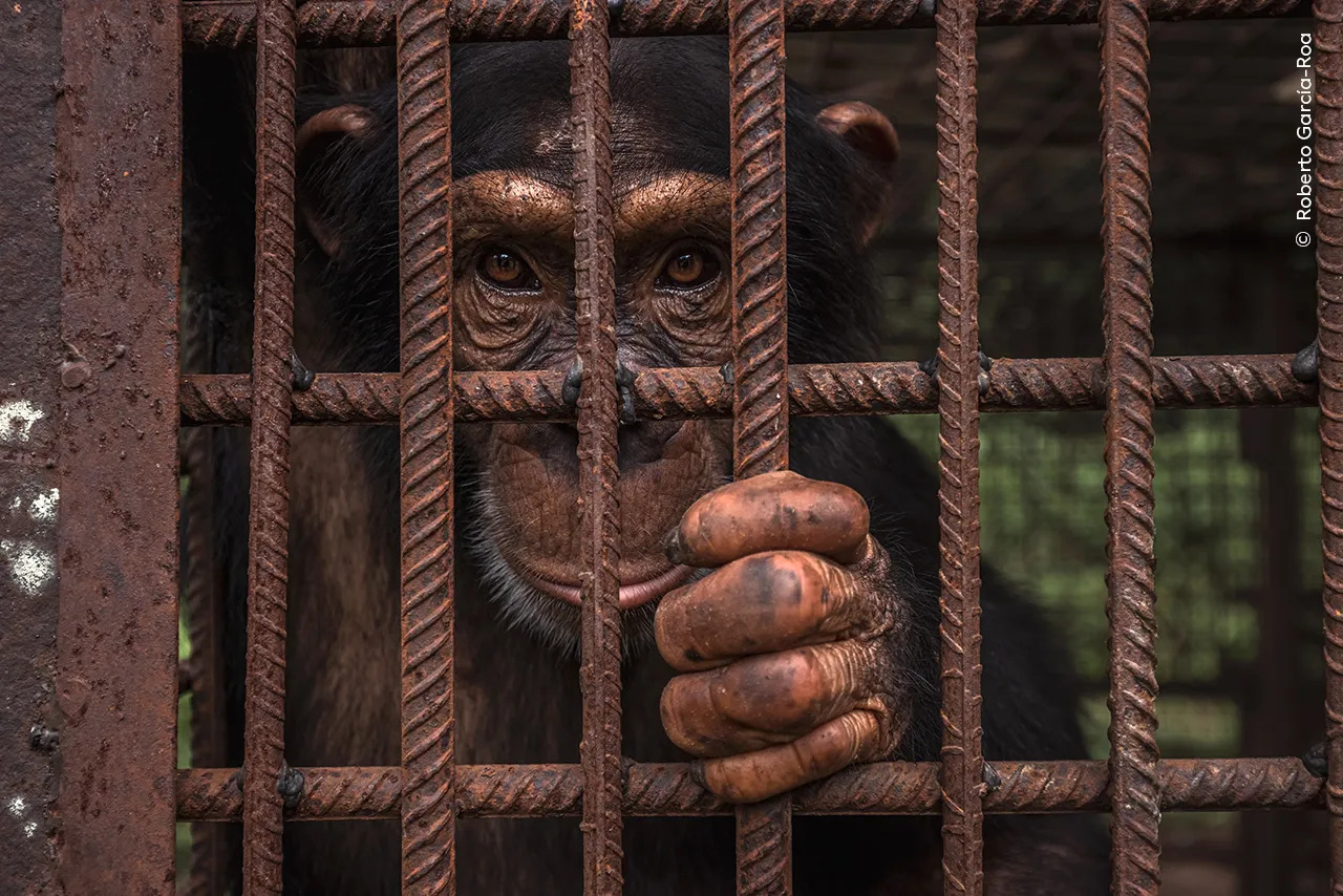 A rescued chimpanzee looks pensively through its cage in the National Park of Upper Niger.