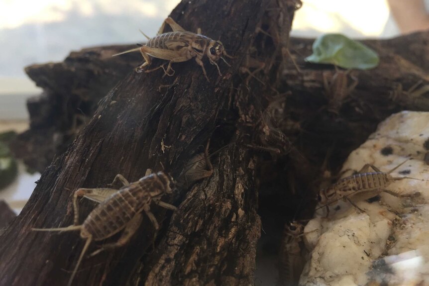 Three bugs on a log