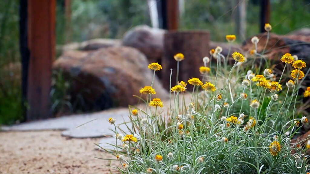 A native garden with yellow flowering plants along a path with large stones in the background.