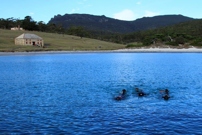 Students snorkelling off Maria Island