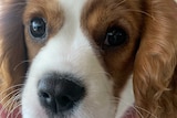 A close-up photo of a King Charles Cavalier puppy's face.