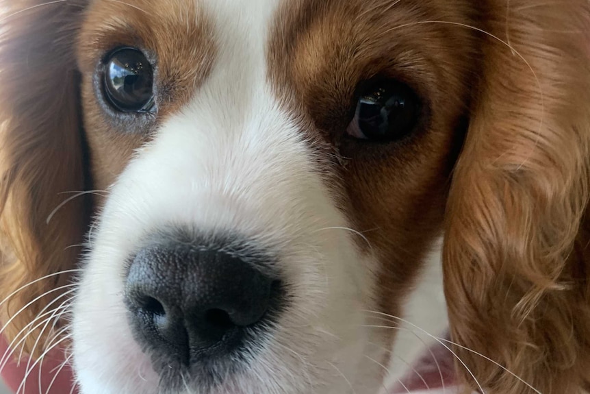 A close-up photo of a King Charles Cavalier puppy's face.