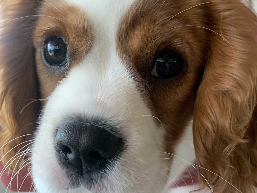 A close-up photo of a King Charles Cavalier puppy's face.