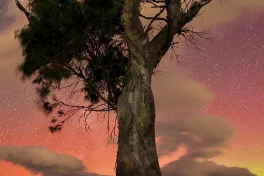 A pink Aurora Australis with a tree in the foreground