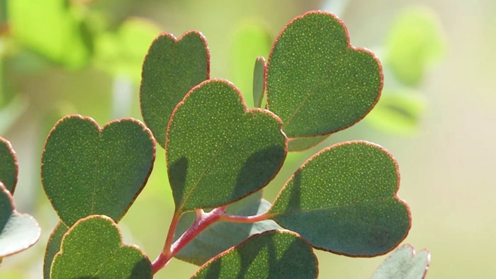 Heart-shaped leaves with pink edges