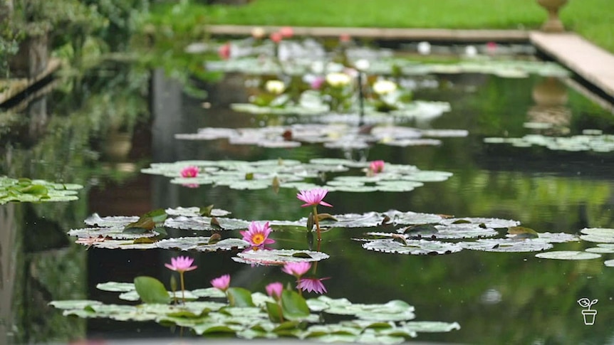 A long rectangular pond with water lilies growing in it.