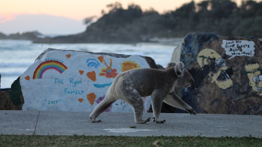 A koala walking down a concrete path, with rocks and the ocean in the background.