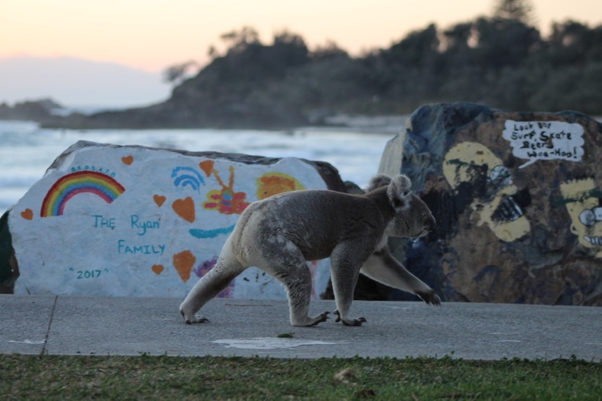 A koala walking down a concrete path, with rocks and the ocean in the background.