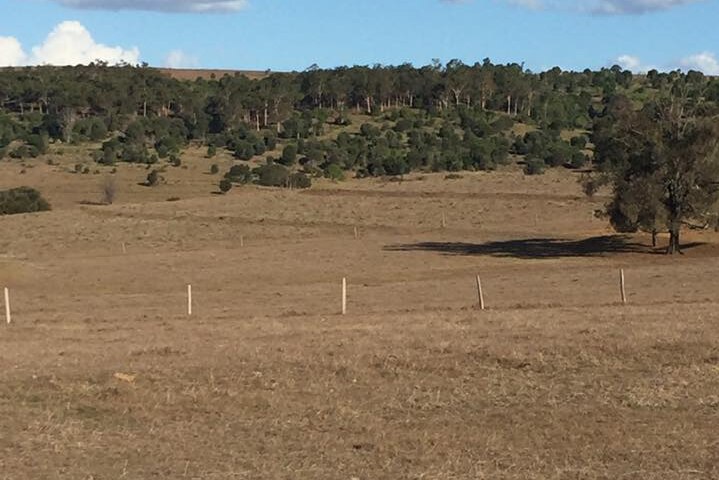 View of a dry paddock near Monto