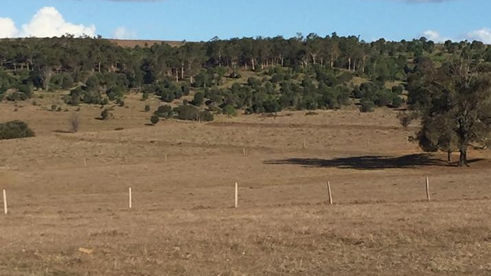 View of a dry paddock near Monto