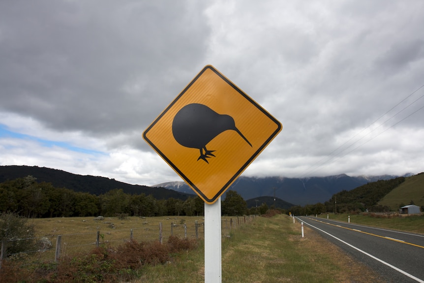Kiwi crossing in New Zealand