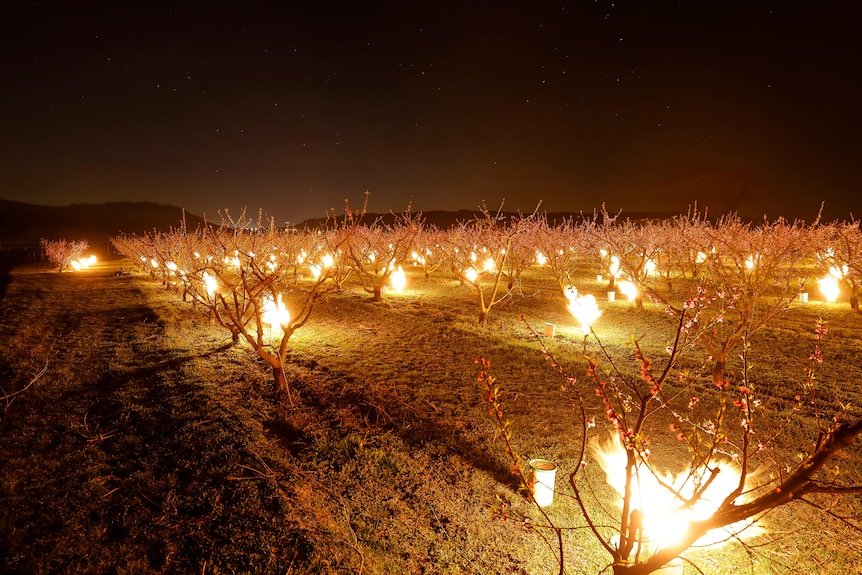 Fires burn in rows next to vines