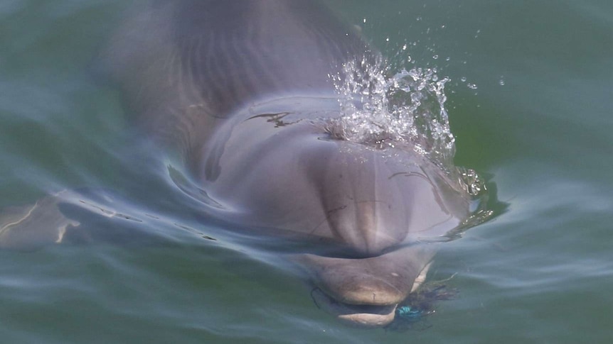A dolphin lifts its head above the water