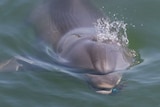 A dolphin lifts its head above the water