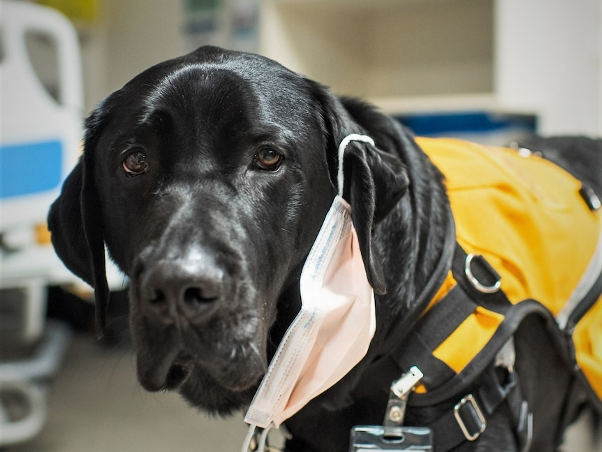 Close shot of a black labrador wearing a working vest, standing in a hospital room, looking at the camera.