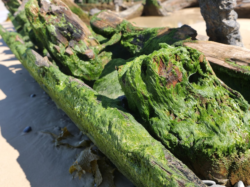 Green algae growth on the wood of a partially submerged ship in sand