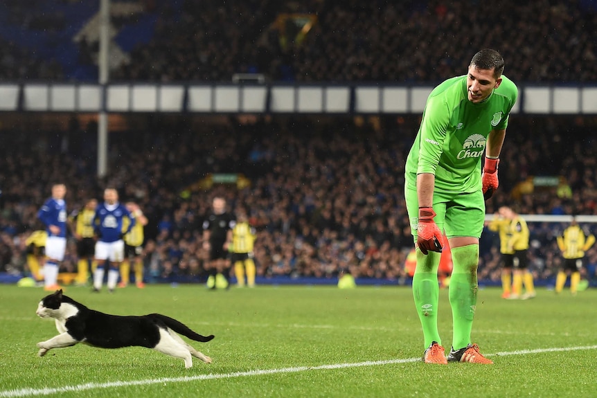 Everton's Joel Robles chases cat at Goodison Park