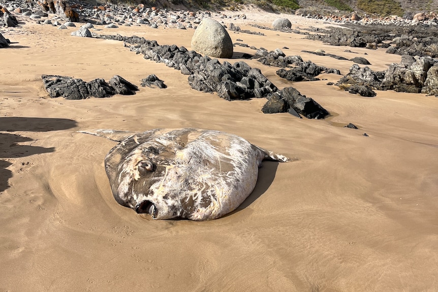 A large fish washed up on a South Australian beach.