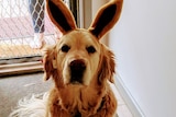 A golden retriever wears rabbit ears, looks at camera. 