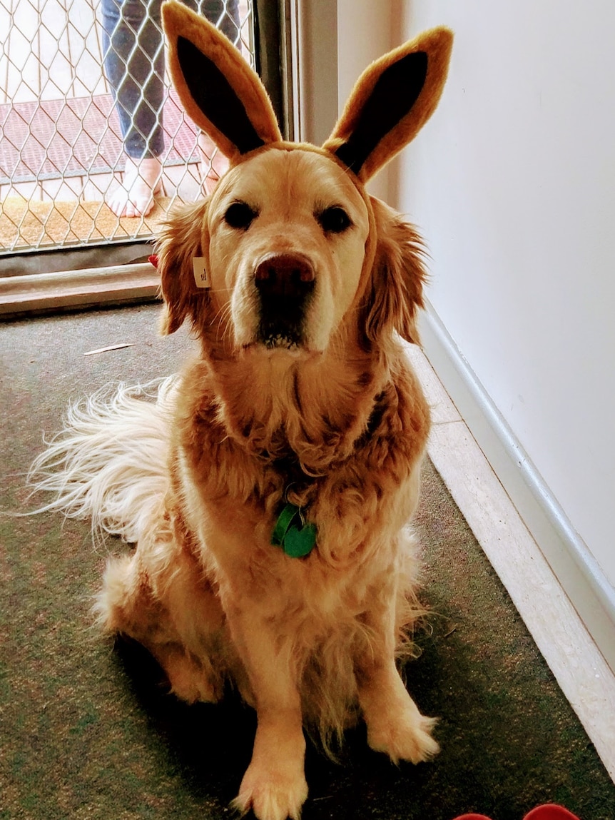 A golden retriever wears rabbit ears, looks at camera. 