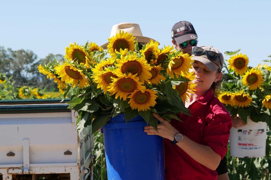A woman wearing a work shirt carries a bucket full of sunflowers