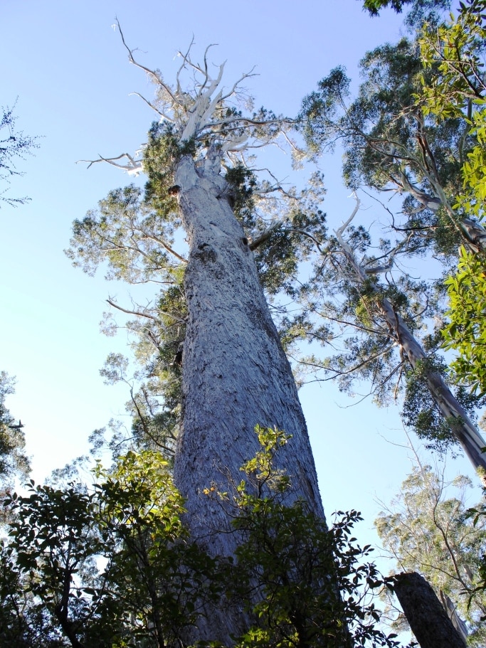 A rare blue gum full of hollows for parrot nests