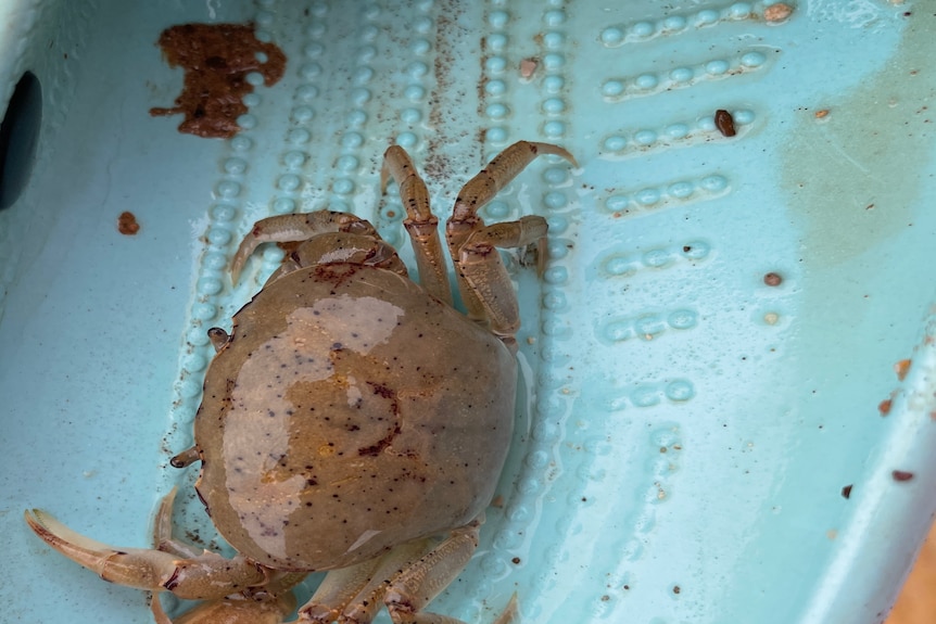 A small brown coloured crab