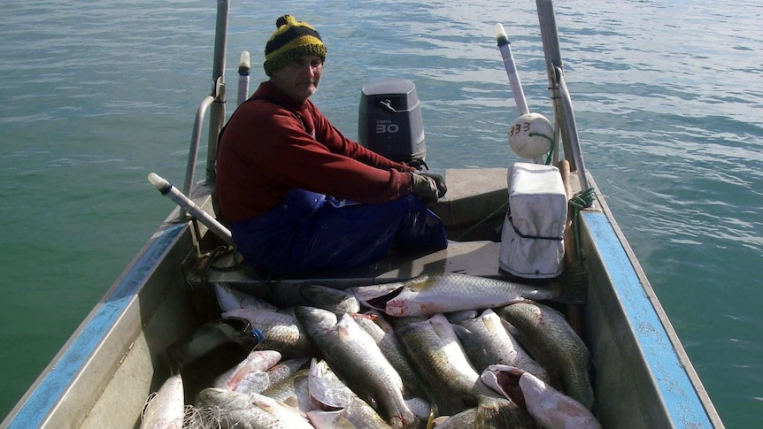 a man in a small boat with a catch of barramundi