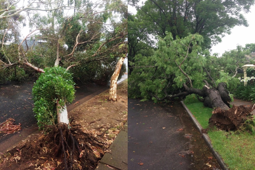 Trees blown over at Sefton Park and Medindie Gardens