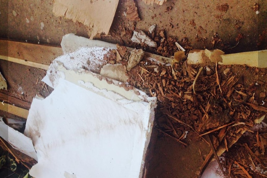White ants destroyed a roof and led to a ceiling collapse