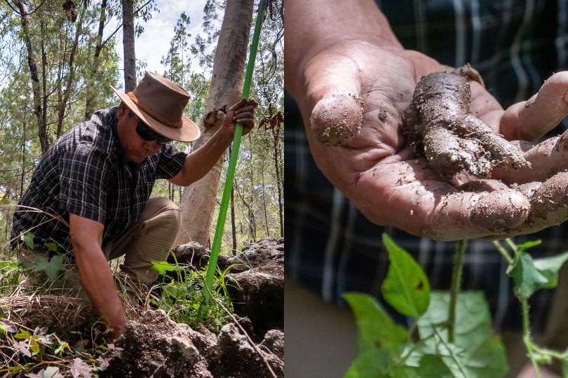 composite image of a man digging out a plant and holding tuber to camera