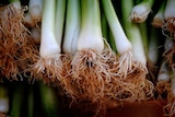 A close up of spring onion roots, which can be replanted in soil to keep growing during coronavirus.
