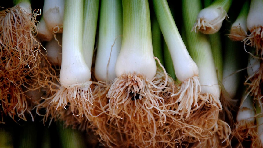 A close up of spring onion roots, which can be replanted in soil to keep growing during coronavirus.