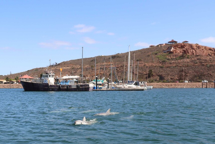 dolphins swimming towards camera with boats and hill in the background