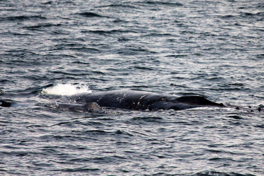 A female and baby humpback whale spotted in the waters off Twofold Bay, Eden.