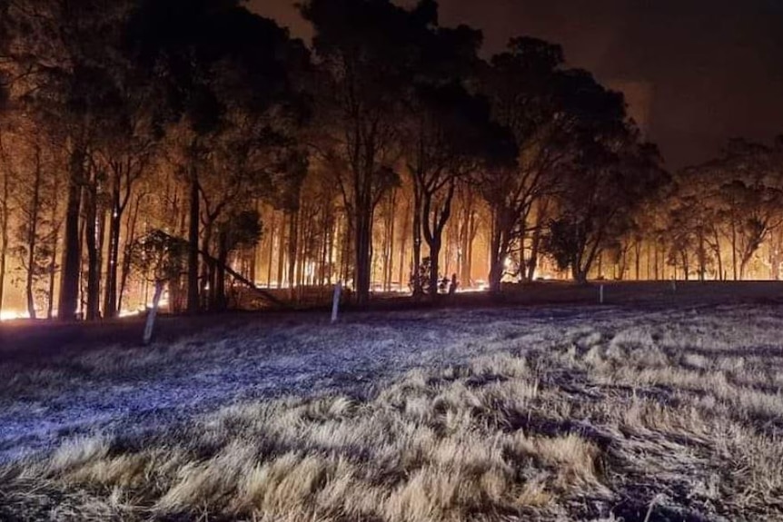 Fire pictured through trees