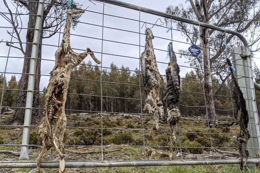 Photograph of four dead cats hanging off a farm gate with bush behind them. One cat has exposed backbone