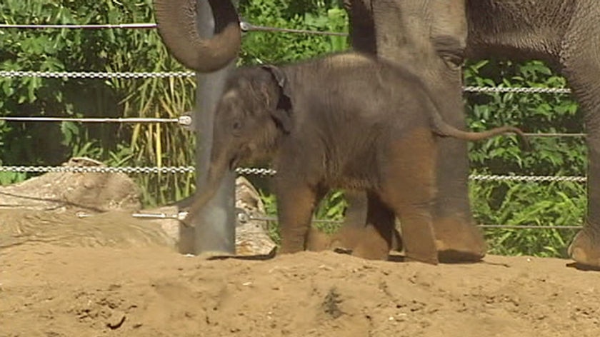 Baby elephant officially named Mali