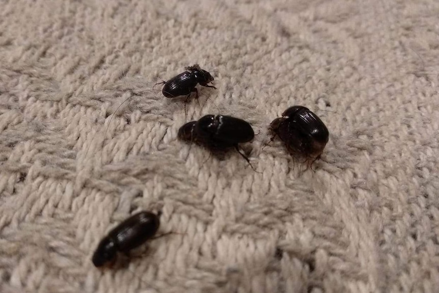 Picture of four large black beetles.