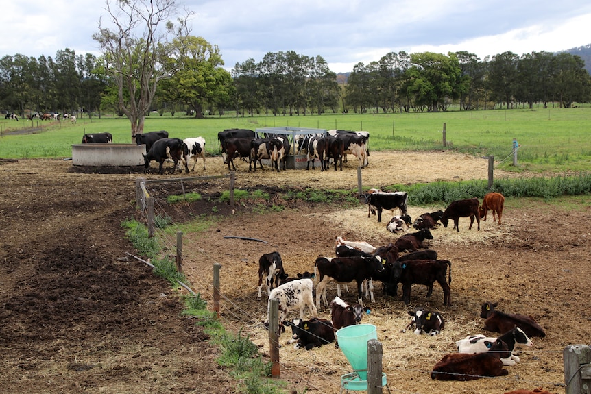 Dairy cows feed at a property near Nowra.