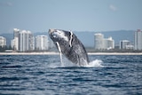 Humpback whale breaching in blue sea against skyline of white buildings, sand and mountains