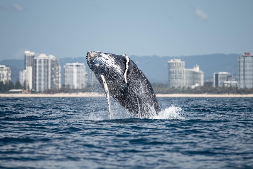 Humpback whale breaching in blue sea against skyline of white buildings, sand and mountains