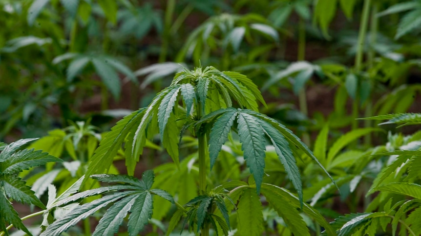 Port Stephens police say they have found 16 10 foot cannabis plants at Twelve Mile Creek.