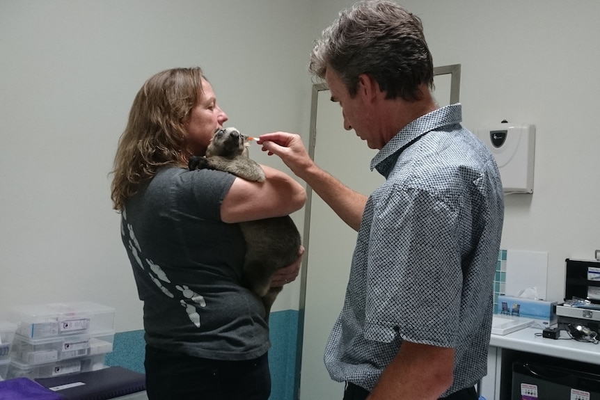 Male vet checking the eyes of a kangaroo being held by a woman