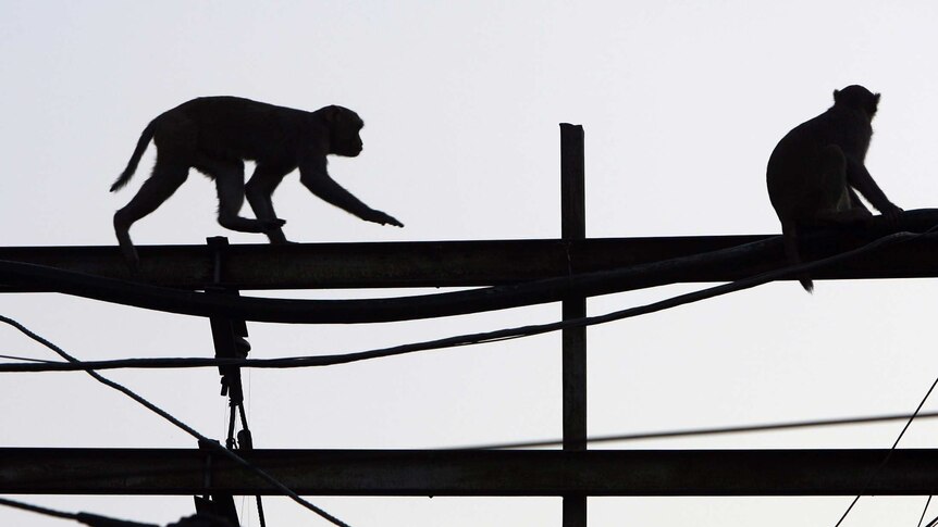 Monkeys in Delhi, India