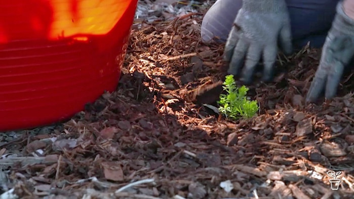 Seedling surrounded by bark mulch.