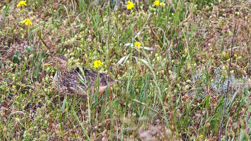 A small bird heavily camouflaged by surrounding grasses.