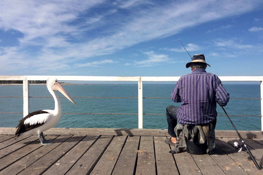 A pelican stands close to a fisherman, seated with back to camera, as he prepares his line while fishing off the a jetty.