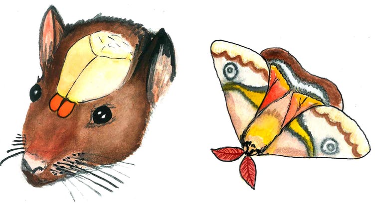 How do we smell? - ABC Kids listen