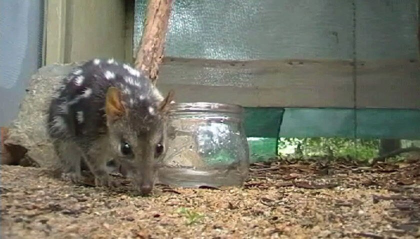 Quolls force-fed toads in survival fight - ABC News